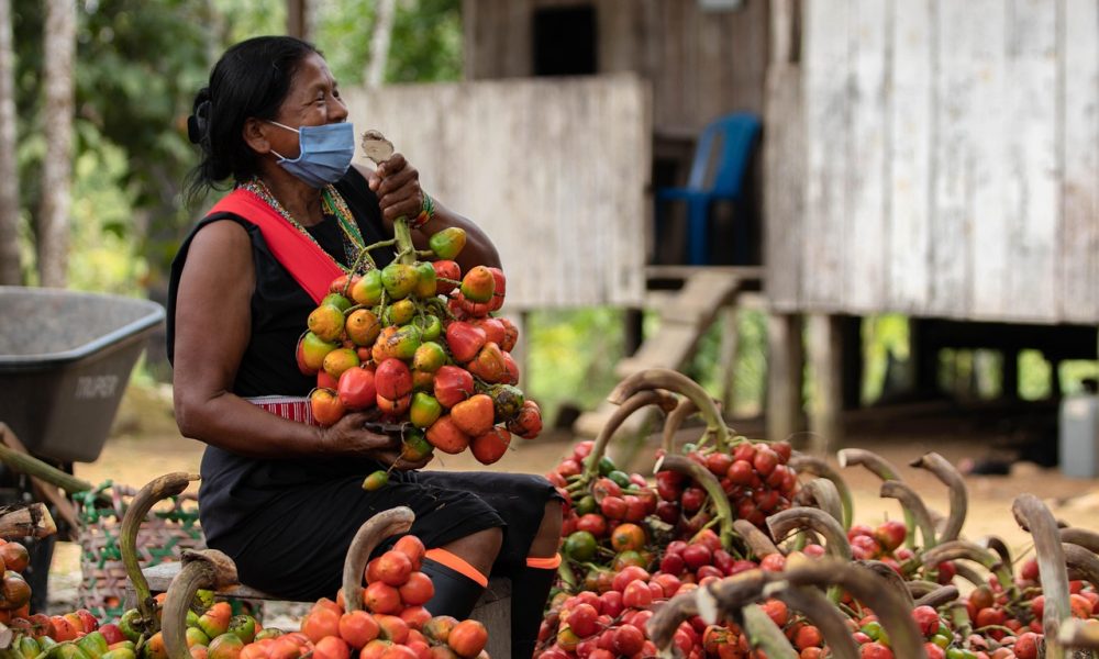 amazon, canangucha, poverty, putumayo, colombian amazon, indigenous guard, environment, landscape, culture, colombian culture, indigenous crafts, cananguchales, indigenous, taita, colombia, amazon, amazon, amazon, poverty, colombian culture, indigenous, indigenous, indigenous, indigenous, indigenous, colombia