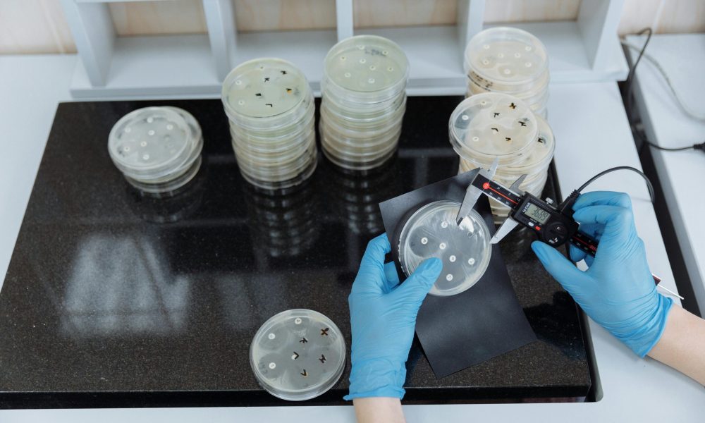Scientist measuring bacteria growth in petri dishes under sterile lab conditions.
